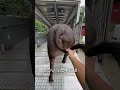 【牛の出荷】食卓に並ぶお肉の過程