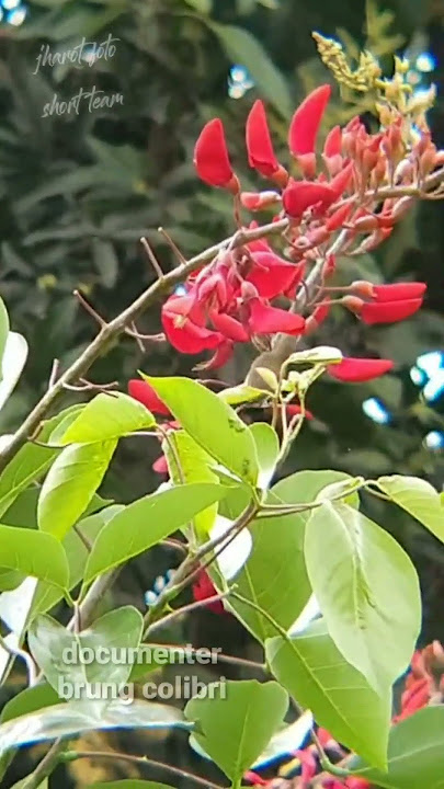 Documentary brung colibri jawa/wonosalam#short #shorts #fyp #documentary#nationalgeographic