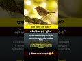 पक्षी liquid पेशाब नहीं करते! सफेद पेस्ट = यूरिक एसिड, ब्लैडर नहीं 😱💧 #BirdFacts #UricAcid #NoPee