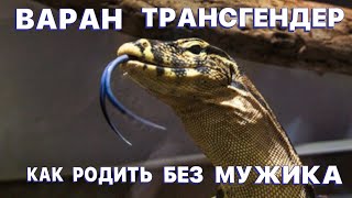 Шок! Варан Фредди Сменил Пол/ Размножение Полосатых Варанов