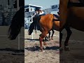 #nsca #omoksee #horse #rodeo #horseshow #western #westernriding #youtubeshorts #subscribe