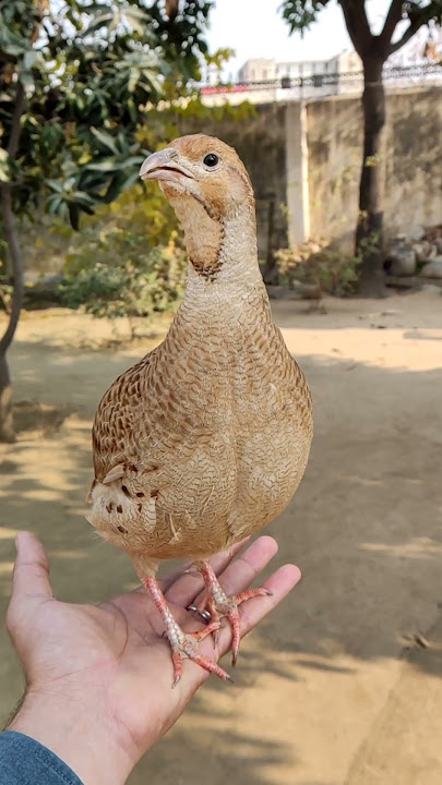 Irani teetar ki awaz / boli