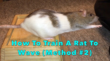 How To Train A Rat To Wave (Method #2)