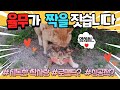 길고양이 파파라치/ 은밀한고양이 사생활 /직진러 고양이의 짝짓기 / 고영희 / 짝사랑중