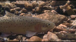 Bonneville Cutthroat Trout Restoration at Great Basin