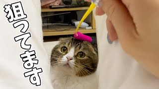 🐈ママの太ももから獲物を狙う猫