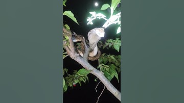 hổ mang ngồi trên cây nhà THanh #cobra #snake