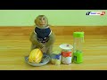 Obedient Monkey | Master Chef Monkey Kako Making Musk Melon Juice