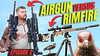 AIRGUN VERSUS RIMFIRE (EP. 2) I AIRGUN HUNTING WILD PIGEONS IN AFRICA I RIMFIRE PEST CONTROL