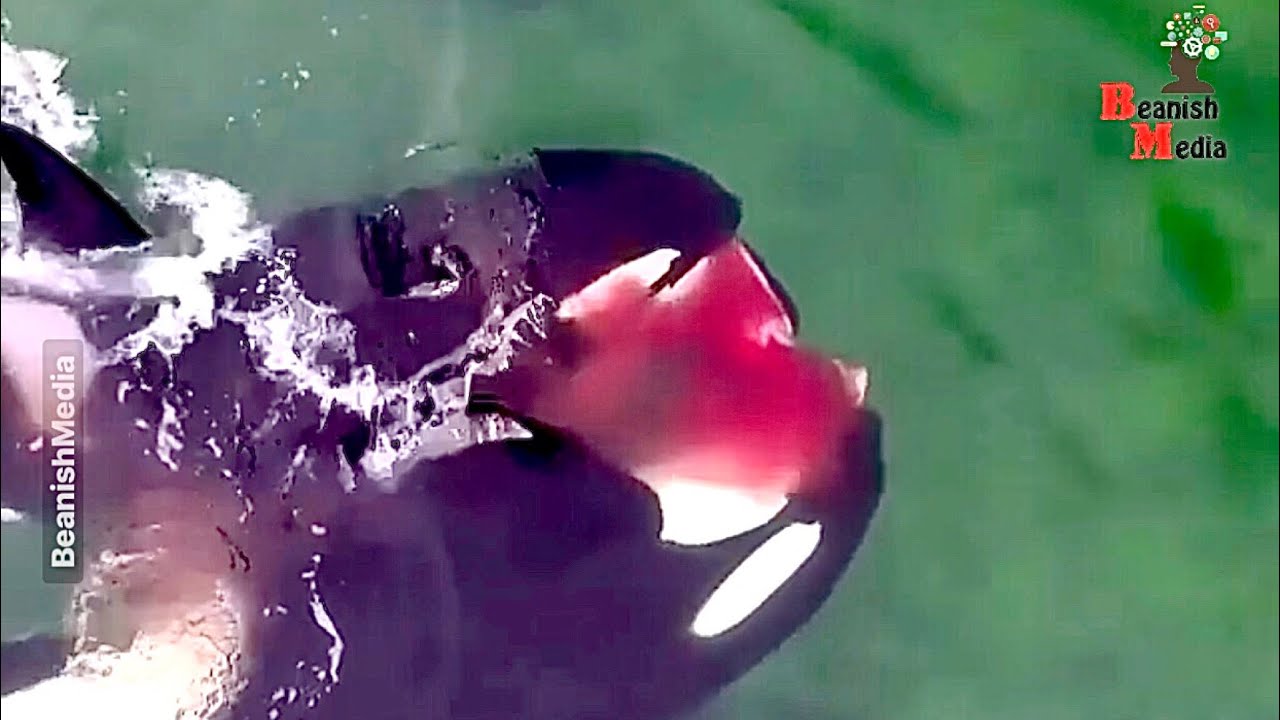 Ocean Criminals Killer Whale beanishmedia orca killerwhales Ocean Criminals Killer Whale beanishmedia orca killerwhales