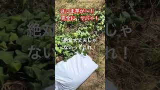 さつま芋がヤバイ！#さつま芋 #サツマイモ #水不足 #栽培