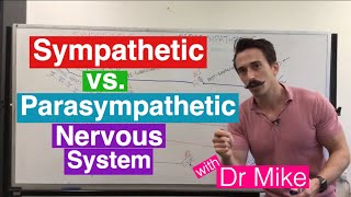 Sympathetic versus Parasympathetic Nervous System | Nervous System