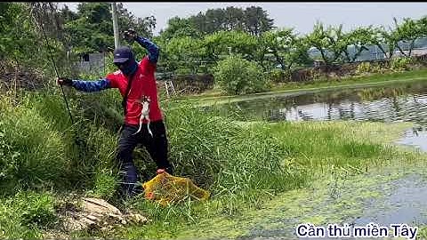 Câu cá lóc  (p 4 ) fishing korea cá lóc 2,3kg táp như bơm nổ #cầnthủmiềngtây