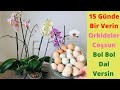 Orkidelere dal verdirip bol bol çiçek açtıran sıvı bitki besini/Orkide coşturan/Orkide bakım/Orchids