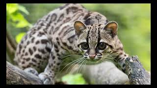 Panthera Small Cats Symposium 2026 | Day 1: Felid Landscapes, Urban Caracals & Global Awareness