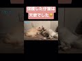 独りぼっちだった野良仔猫に最愛の家族ができた1年間の記録