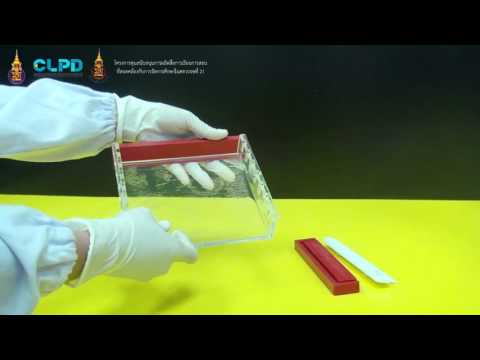 เทคนิคการใช้เครื่องมือเจลอิเล็กโตรโฟรีซิส (Agarose gel electrophoresis)