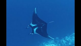 Red Sea Scuba Diving - Brothers, Daedalus & Elphinstone