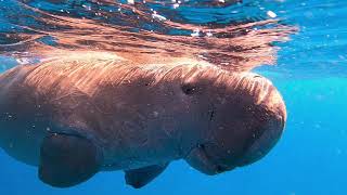 Dugong | Abu Dabab | 13.05.2021