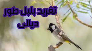 تغريد بلبل طور ديالى تغريد صافي