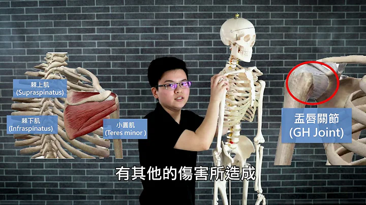 好好了解你的肩膀 - 肩關節解剖學 - 天天要聞