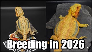 Is It Worth Breeding Bearded Dragons in 2026? | The Truth From a 15-Year Breeder