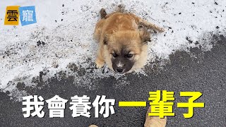 淚目！殘疾狗雪地中向騎行小伙求助