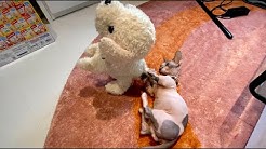 Nan Nan Back Undefined Skip Navigation Search Search Sign In Undefined Home Home Explore Explore Subscriptions Subscriptions Library Library History History セガトイズ公式チャンネル セガトイズ公式チャンネル 109k Subscribers Subscribe 公式