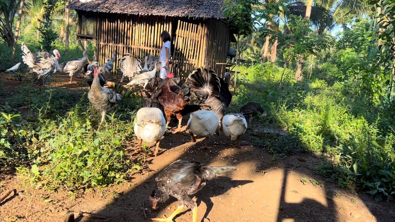 Pabo Farm Pinakawalan ang isang Pabo Ganito pala MagWelcome ang mga Kasama nya ...