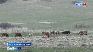 В Хакасии фиксируется всплеск массовой гибели домашнего скота