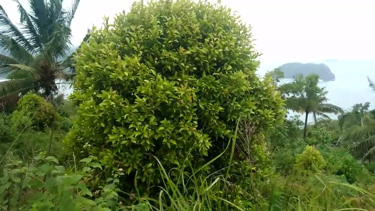 merawat cengkeh supaya tumbuh pendek lebat subur rimbun