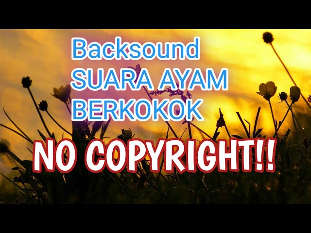 NO COPYRIGHT - backsound suara ayam berkokok- class=