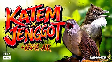 SUPER JERNIH! MASTERAN KAPAS TEMBAK X CUCAK JENGGOT + JEDA TERAPI AIR