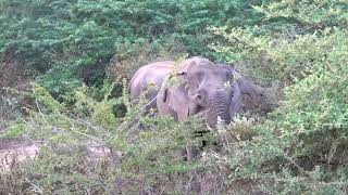 Asian Elephant - Bundala NP - Sri Lanka 23-3-24 Howard Vaughan #2