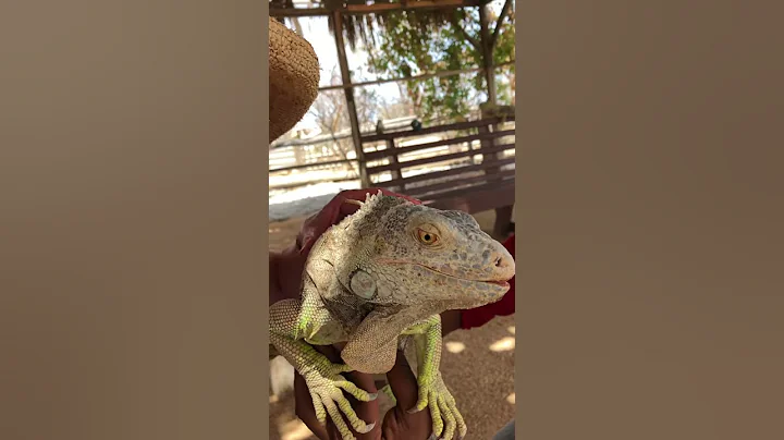 I love Iguanas