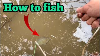 Câu cá trúng ổ cá rô giật sướng tay - How to fish - Lãng Tử Youtube