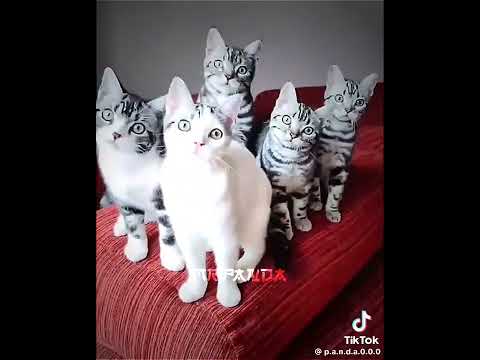 هوبا تيتو بامبو