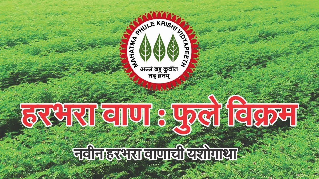 हरभरा फुले विक्रम  |  महात्मा फुले कृषि विद्यापीठ राहुरी | Harbhara Phule Vikram