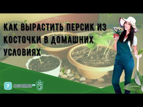 Как вырастить персик из косточки в домашних условиях