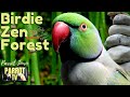 Birdie Zen Forest | Calm Bird Room Music for Parrots | HD Parrot TV for Birds | 24/7 Bird Room TV✨