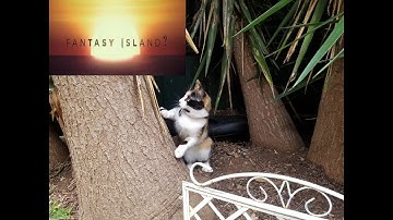 Are Tuxedo cat Sam and Calico Penny on Fantasy Island or backyard jungle?