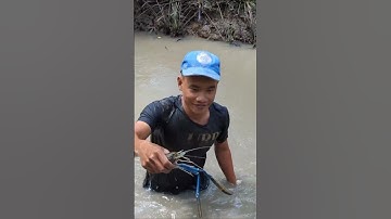 Bắt tôm càng xanh khủng #cuocsongdoithuong #vungque #gocnhincuocsong