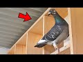 Pigeon OVERLOAD
