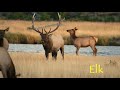 Yellowstone  grand teton private tours from brushbuck wildlife tours