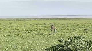 Etosha National Park in Green Glory – Wildebeest & Babies Galore!