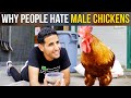 Why People Hate Male Chickens