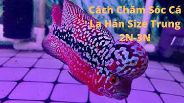 Cách Chăm Sóc Cá Lá Hán Size Trung 2N-3N | Cá Cảnh Đại Lâm Mộc