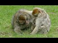 Wild monkey funnys collectionwildmonkeylife cuteanimals youtube cute enjoy