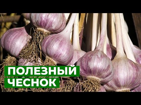 ВСЕ, ЧТО НУЖНО ЗНАТЬ ПРО ЧЕСНОК | Секреты выращивания чеснока