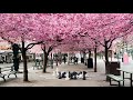 Stockholm Walks: Kungsträdgården cherry blossom 2021, late April